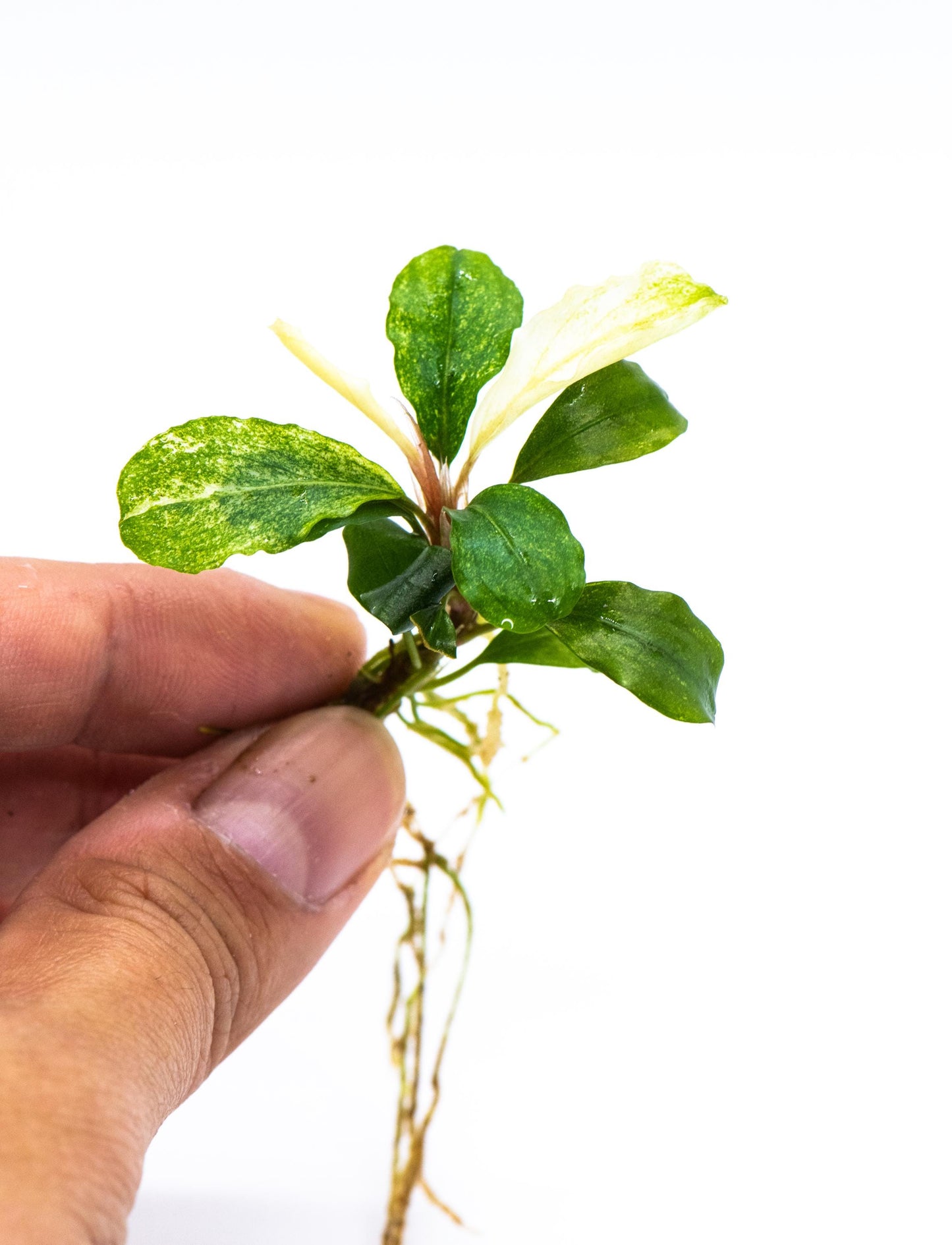 Bucephalandra Sp. White Marble (Low Variegated) - Rare Small Aquarium Plant For Terrarium, Fish Tank Decorations