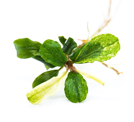 Bucephalandra Sp. White Marble (Low Variegated) - Rare Small Aquarium Plant For Terrarium, Fish Tank Decorations