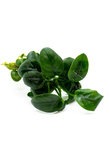 Buy 2 Get 1 Free | Anubias Nana Black | Rare Dark Leaf Aquarium Plant | Low Light | Easy Care