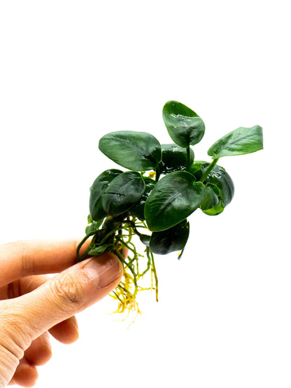 Buy 2 Get 1 Free | Anubias Nana Black | Rare Dark Leaf Aquarium Plant | Low Light | Easy Care