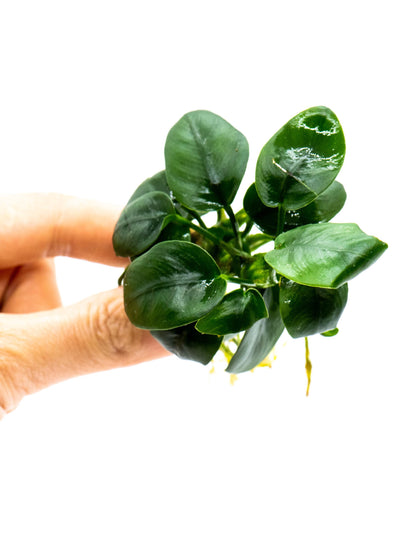 Buy 2 Get 1 Free | Anubias Nana Black | Rare Dark Leaf Aquarium Plant | Low Light | Easy Care