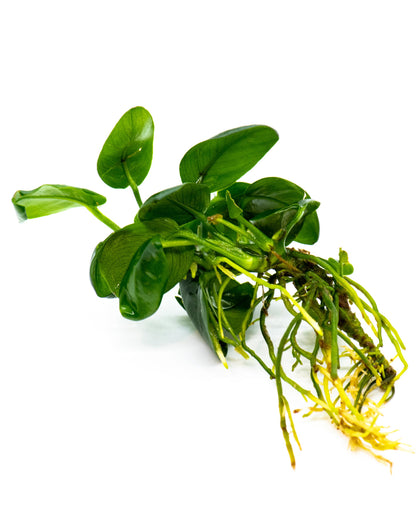 Buy 2 Get 1 Free | Anubias Nana Black | Rare Dark Leaf Aquarium Plant | Low Light | Easy Care