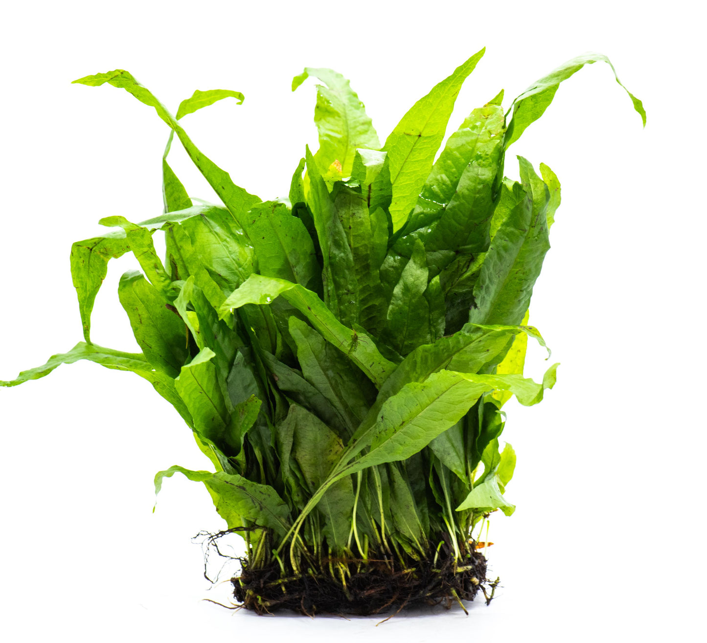 Java Fern (Microsorum Pteropus) Mat - Live Aquatic Plant For Your Planted Aquarium, Terrarium, Tank Decor