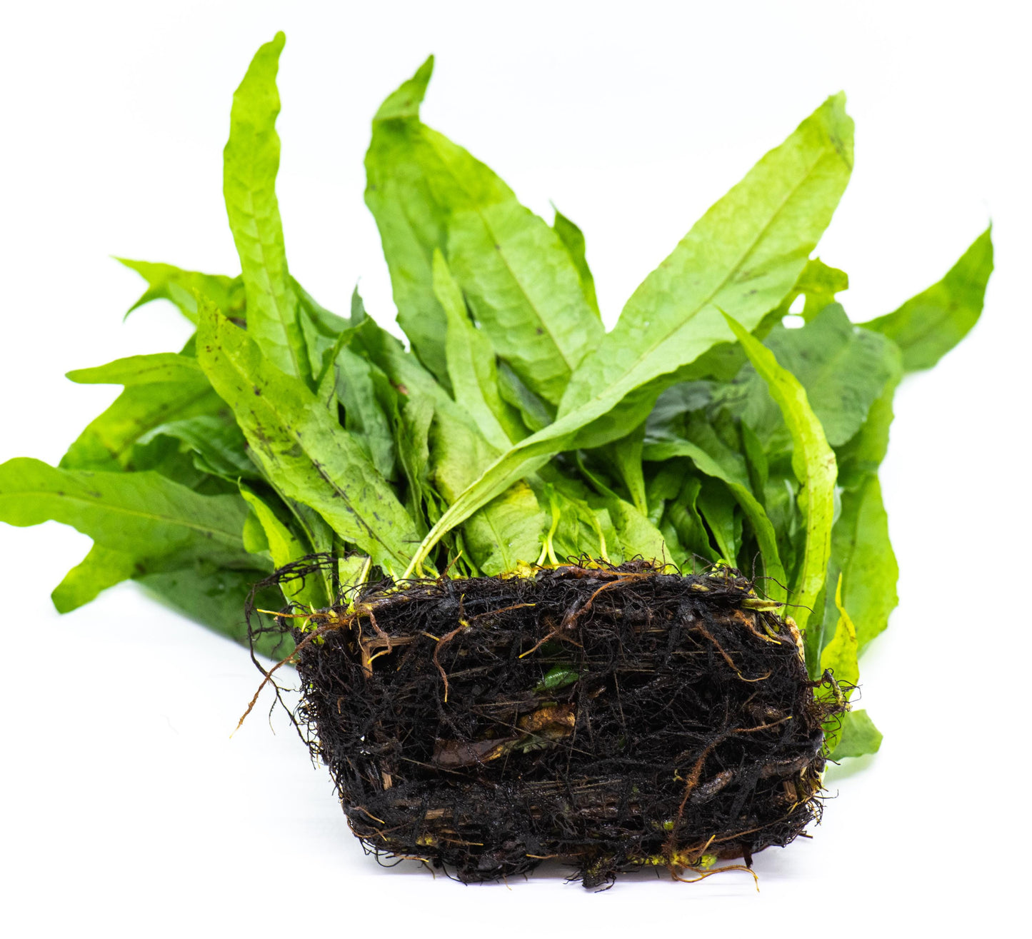 Java Fern (Microsorum Pteropus) Mat - Live Aquatic Plant For Your Planted Aquarium, Terrarium, Tank Decor