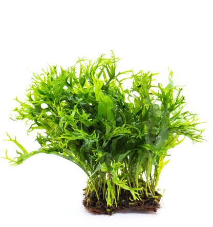 Java Fern Windelov Mat | Live Aquarium Moss Mat | Lace Leaf | Shrimp Tank | Low Light | Planted Tank