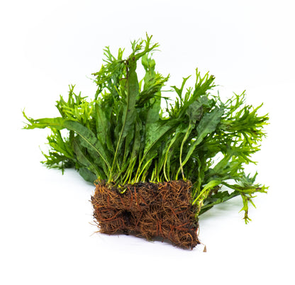 Java Fern Windelov Mat | Live Aquarium Moss Mat | Lace Leaf | Shrimp Tank | Low Light | Planted Tank