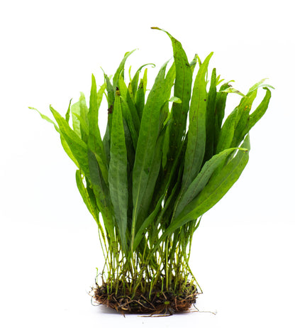 Java Fern Narrow Leaf Mat | Live Aquarium Plant Mat | Slender Leaf | Low Light | Shrimp Safe | Planted Tank