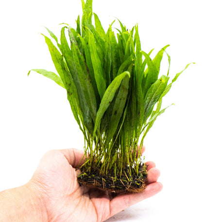 Java Fern Narrow Leaf Mat | Live Aquarium Plant Mat | Slender Leaf | Low Light | Shrimp Safe | Planted Tank