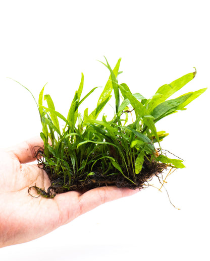 Java Fern Petite Mat | Live Aquarium Plant Mat | Small Leaf | Nano Tank | Shrimp Safe | Low Light