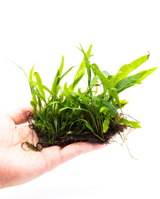 Java Fern Petite Mat | Live Aquarium Plant Mat | Small Leaf | Nano Tank | Shrimp Safe | Low Light