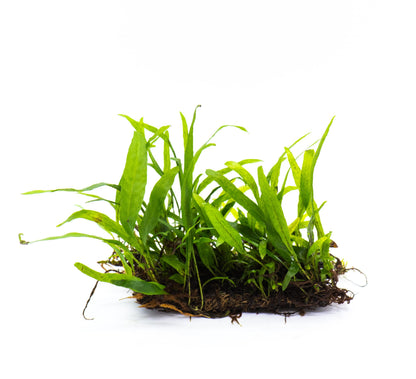 Java Fern Petite Mat | Live Aquarium Plant Mat | Small Leaf | Nano Tank | Shrimp Safe | Low Light
