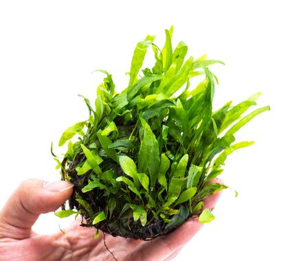 Java Fern Petite Dome | Live Aquarium Plant | Decorative Dome Shape | Nano Tank | Shrimp Tank | Low Light