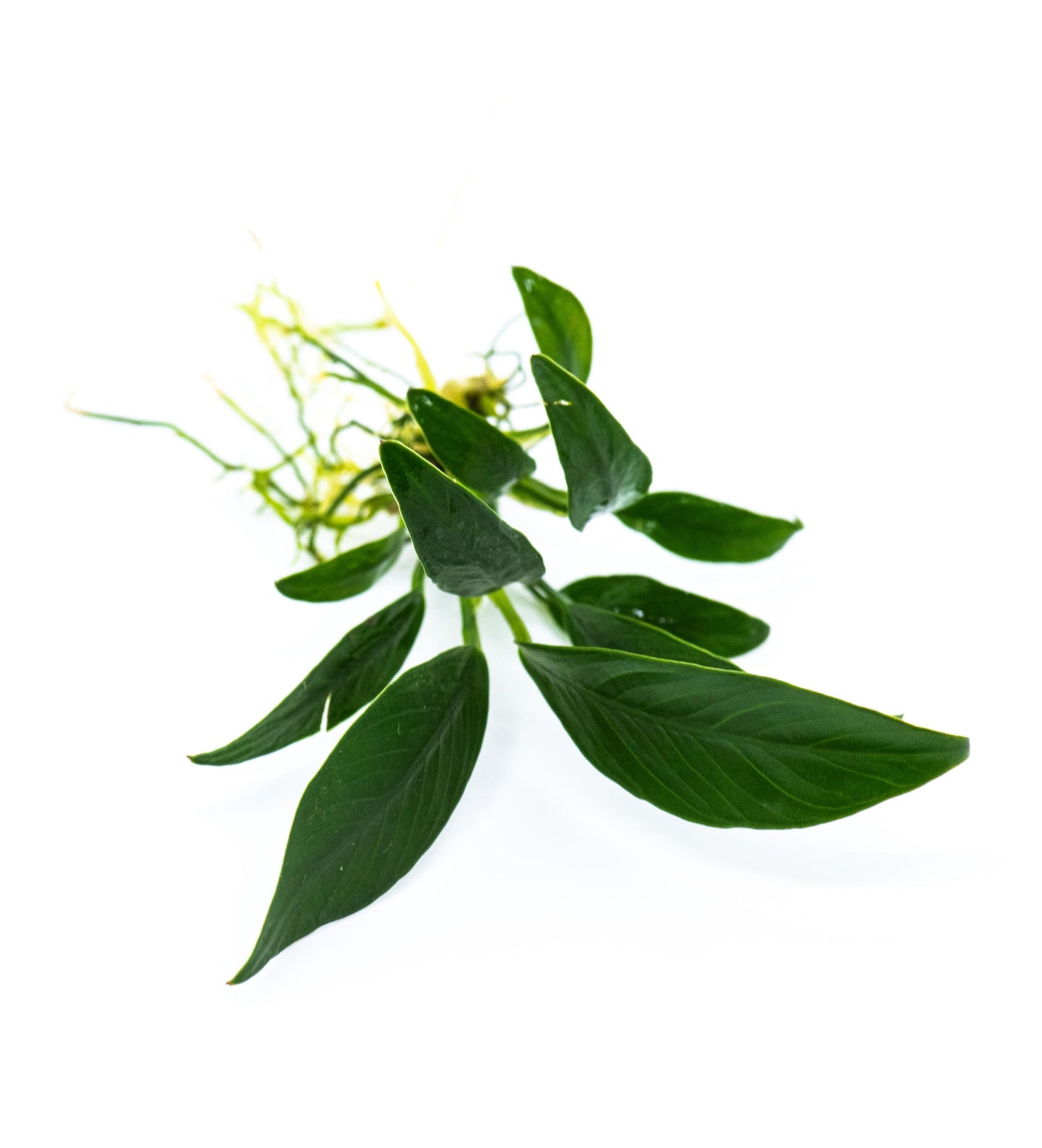 Buy 2 Get 1 Free * Anubias Congensis Mini - Live Aquarium Plant, Low Maintenance, Easy Care, Aquascaping