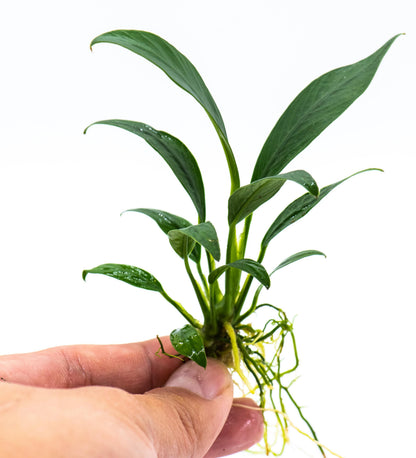 Buy 2 Get 1 Free | Anubias Congensis Mini | Rare Small Live Aquarium Plant | Low Light | Nano Tank