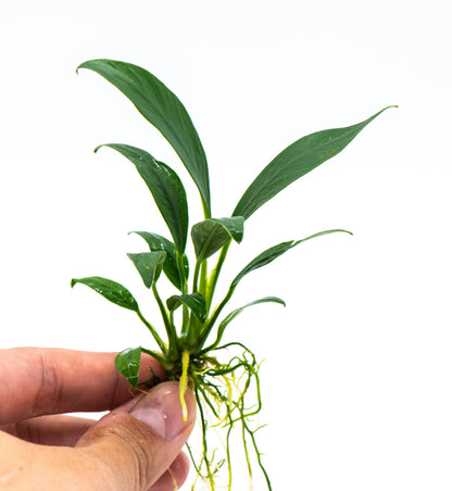 Buy 2 Get 1 Free | Anubias Congensis Mini | Rare Small Live Aquarium Plant | Low Light | Nano Tank