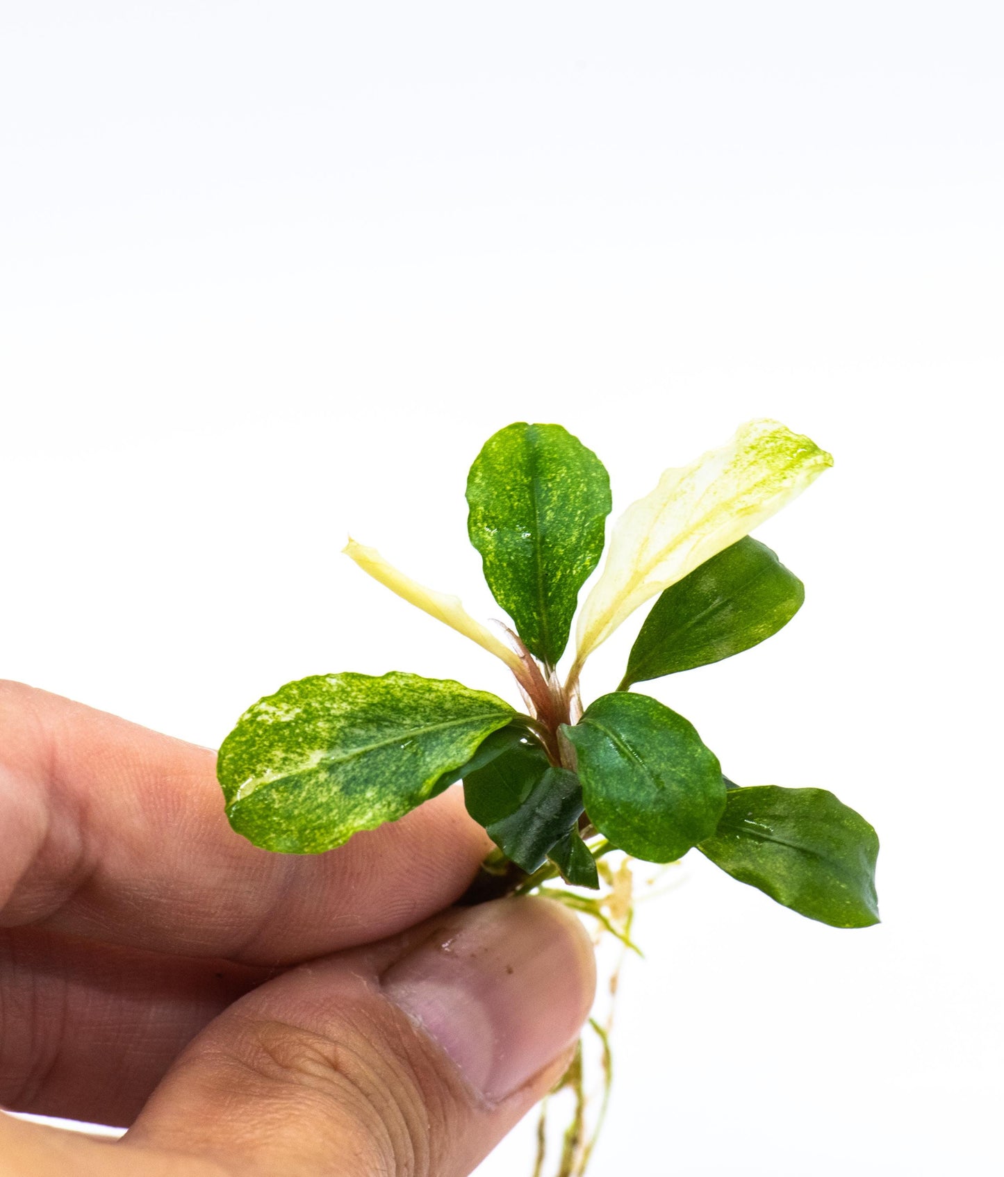 Bucephalandra Sp. White Marble (Low Variegated) - Rare Small Aquarium Plant For Terrarium, Fish Tank Decorations