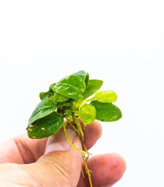 Buy 2 Get 1 Free * Anubias Nana Golden Leaf (Mini Size) - Rare Small Aquarium Plant For Terrarium, Fish Tank Decorations
