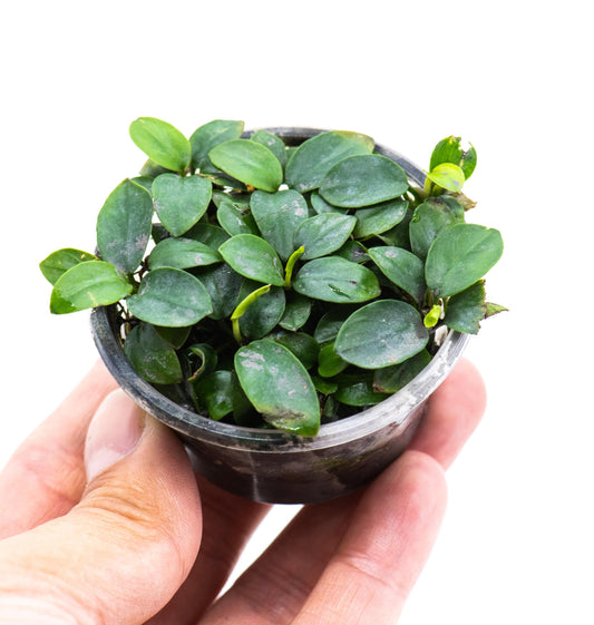 Anubias Nana Petite 'Bonsai' Cup - Easy Care Small Aquarium Plant For Terrarium, Fish Tank Decorations