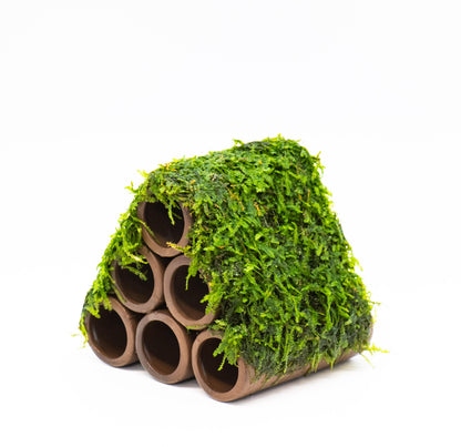 Aquarium Ceramic Shrimp Breeding Cave With Live Moss | Shrimp Shelter | Planted Tank | Betta Decor | Fish Tank Gift
