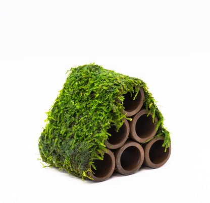 Aquarium Ceramic Shrimp Breeding Cave With Live Moss | Shrimp Shelter | Planted Tank | Betta Decor | Fish Tank Gift