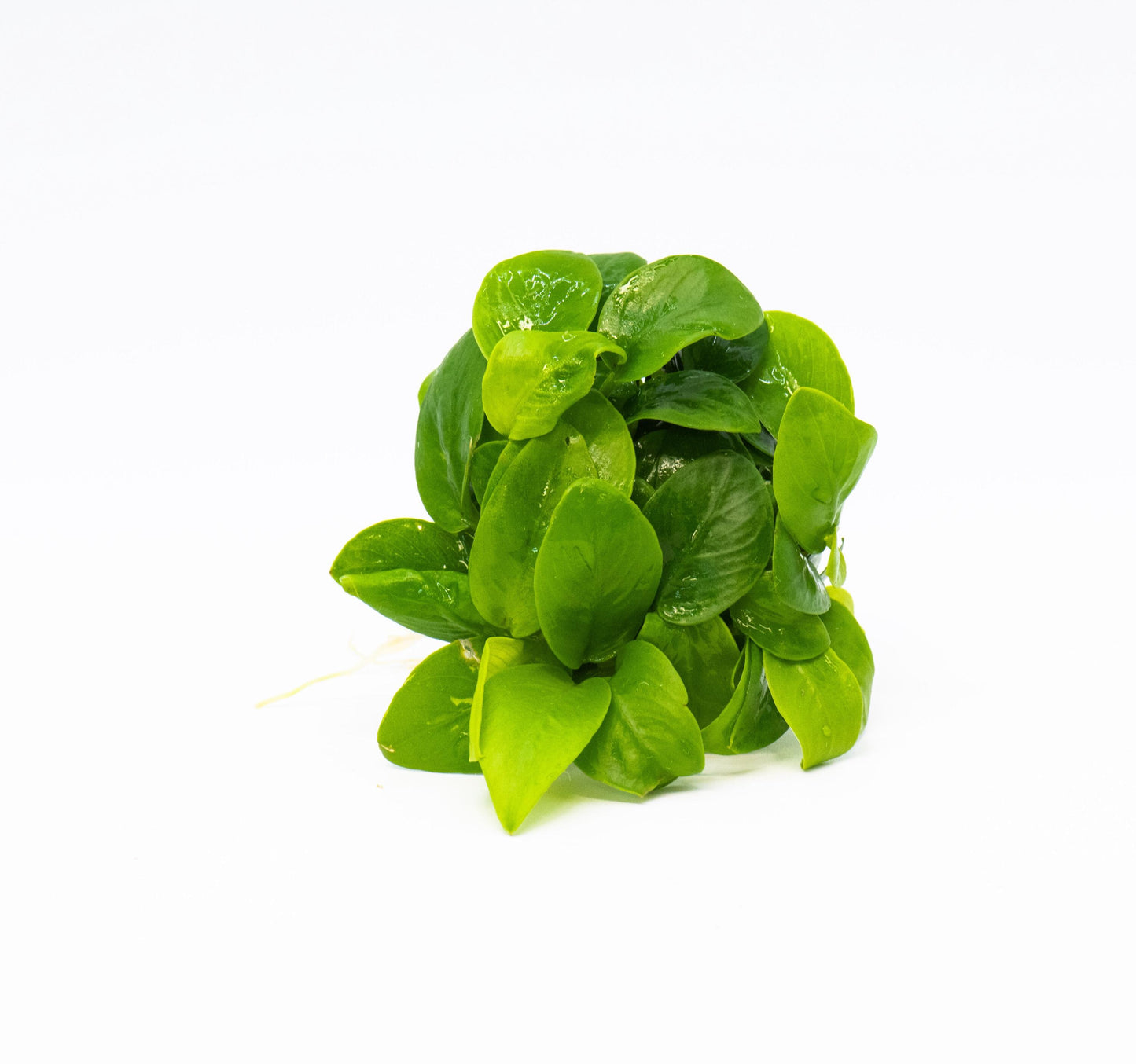 Anubias Nana Golden Leaf Clump (Mini size) - Live Aquatic Plant For Your Planted Aquarium, Terrarium, Tank Decor