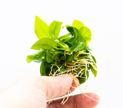 Anubias Nana Golden Leaf Clump | Rare Live Aquarium Plant | Golden Yellow Rhizome | Low Light | Planted Tank