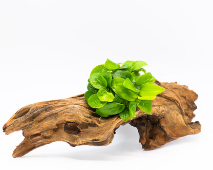 Anubias Nana Golden Leaf Clump | Rare Live Aquarium Plant | Golden Yellow Rhizome | Low Light | Planted Tank