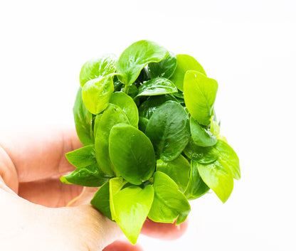 Anubias Nana Golden Leaf Clump | Rare Live Aquarium Plant | Golden Yellow Rhizome | Low Light | Planted Tank