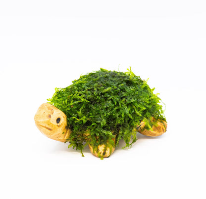 Aquarium Ceramic Turtle Decor With Live Moss | Fish Tank Ornament | Shrimp Cave | Betta Tank Decor | Unique Gift