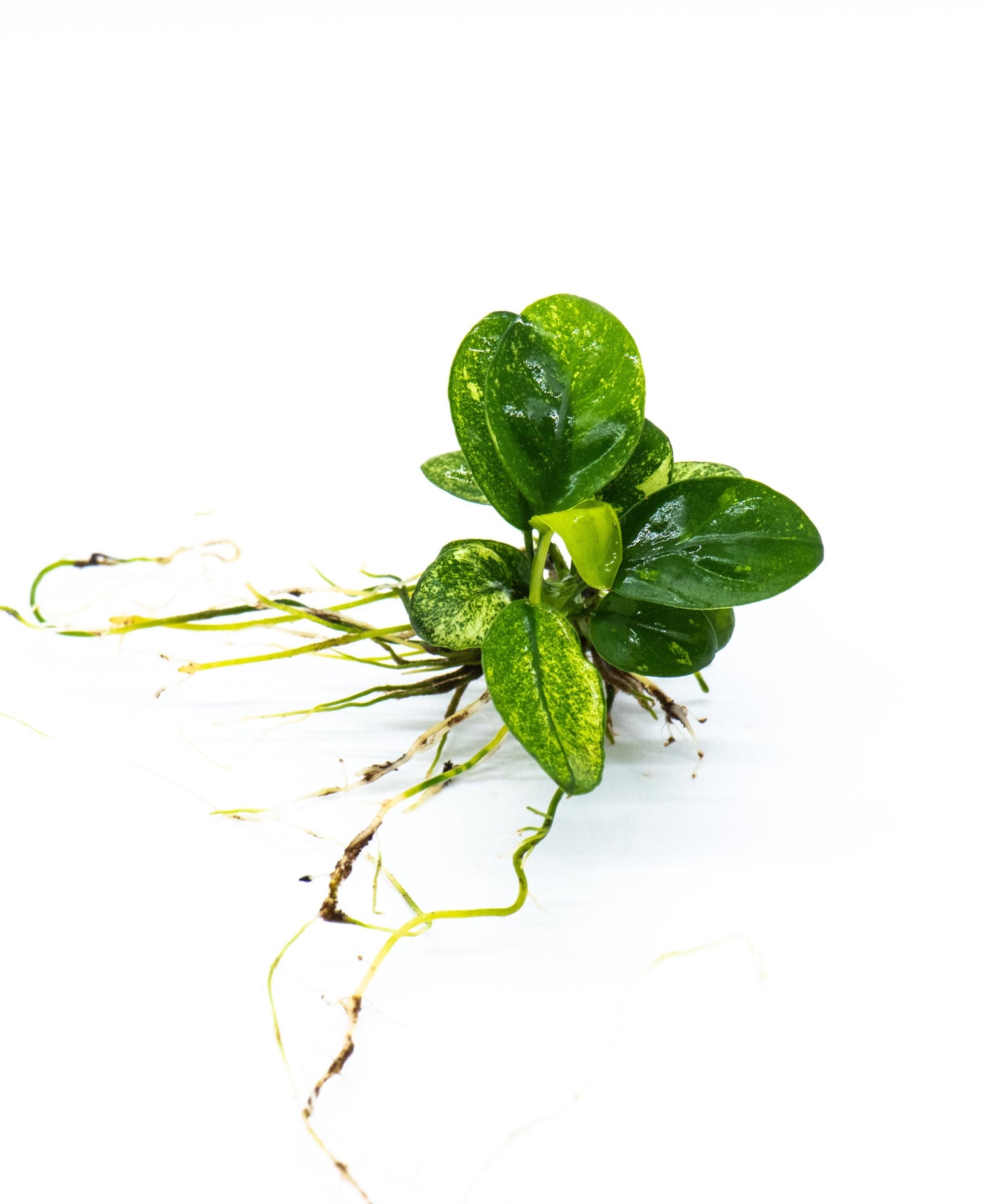 Buy 2 Get 1 Free * Anubias Nana Pinto - Rare Small Aquarium Plant For Terrarium, Fish Tank Decorations