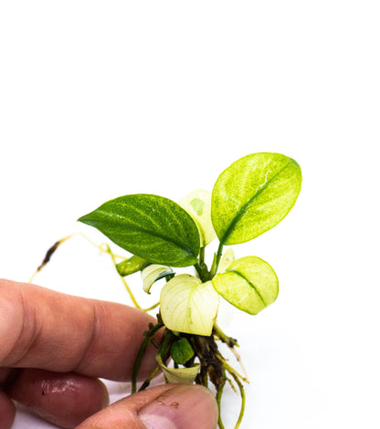 Buy 2 Get 1 Free | Anubias White Broad Leaf | Rare Large White Aquarium Plant | Low Light | Statement Plant
