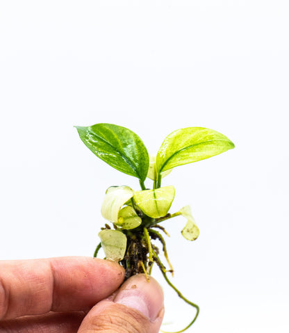 Buy 2 Get 1 Free | Anubias White Broad Leaf | Rare Large White Aquarium Plant | Low Light | Statement Plant