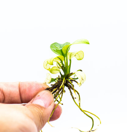 Buy 2 Get 1 Free | Anubias White Broad Leaf | Rare Large White Aquarium Plant | Low Light | Statement Plant