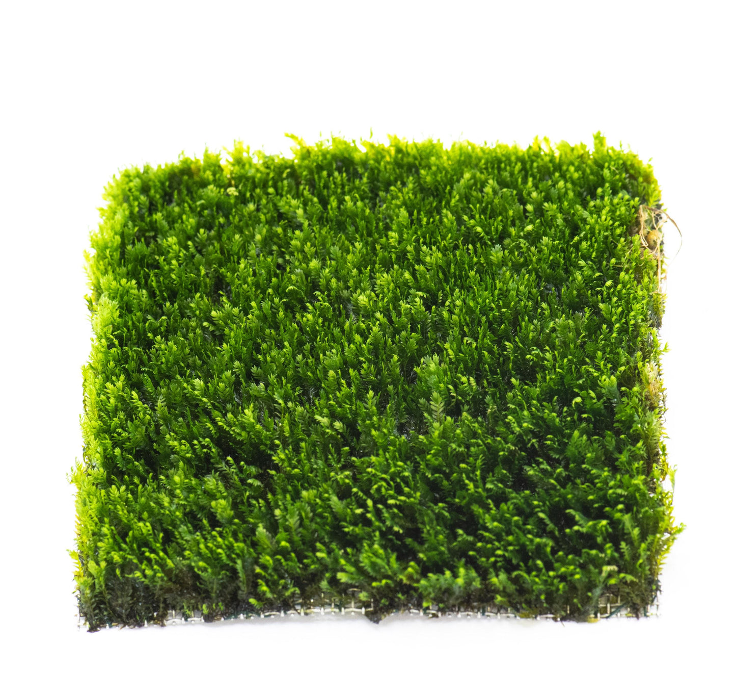 Mini Fissiden Moss Mat (3inx3in) - Live Aquarium Moss For Planted Shrimp Tank, Terrarium Setup
