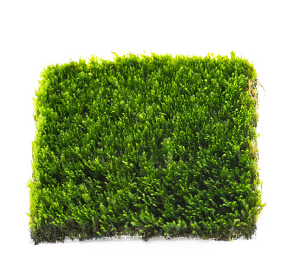 Fissidens Mini Moss Mat 3x3 | Live Aquarium Moss | Shrimp Tank | Dense Carpet Moss | Low Light | Easy Care