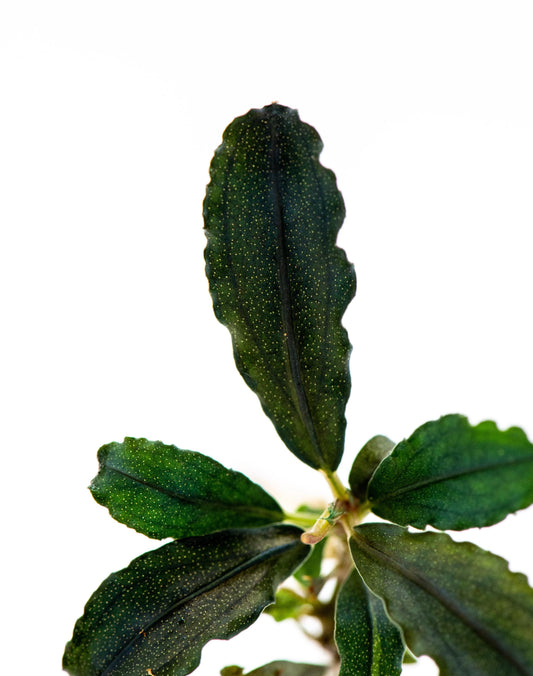 Bucephalandra Sp. Black Galaxy - Rare Small Aquarium Plant For Terrarium, Fish Tank Decorations