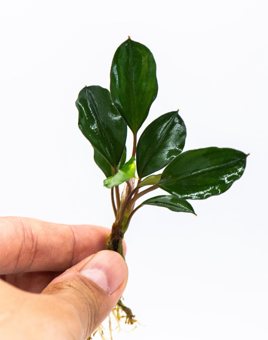 Bucephalandra Sp. Red Heart - Rare Small Aquarium Plant For Terrarium, Fish Tank Decorations
