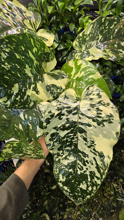 WYSIWYG Anubias Varking | Ultra Rare Collector Aquarium Plant | Exactly As Shown | Premium Mother Pot