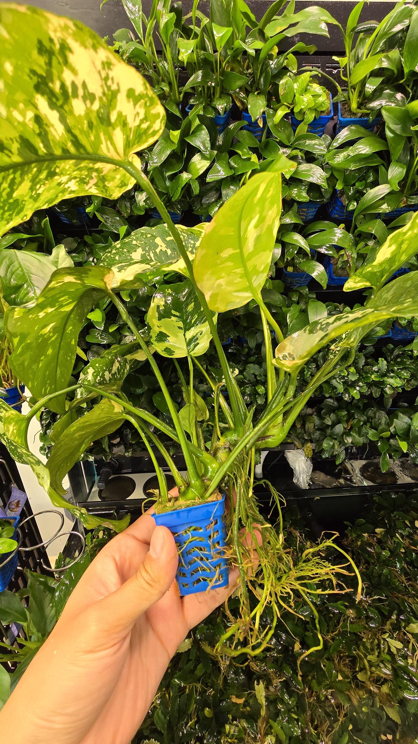 WYSIWYG - Anubias Varking (Mother Pot) - Rare Aquarium Plants
