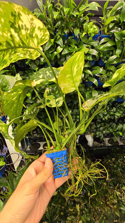 WYSIWYG Anubias Varking | Ultra Rare Collector Aquarium Plant | Exactly As Shown | Premium Mother Pot
