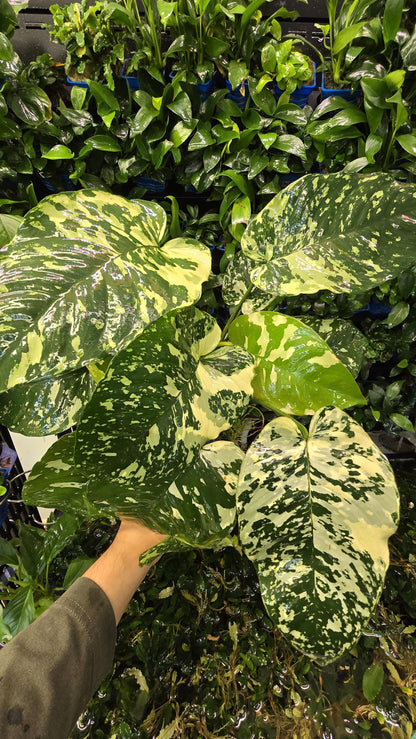 WYSIWYG Anubias Varking | Ultra Rare Collector Aquarium Plant | Exactly As Shown | Premium Mother Pot