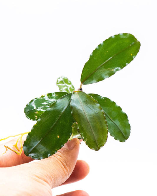 Bucephalandra Sp. Red Theia - Rare Small Aquarium Plant For Terrarium, Fish Tank Decorations