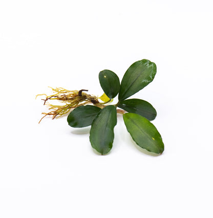 Bucephalandra Sp. Balloon | Rare Live Aquarium Plant | Low Light Rhizome | Shrimp Tank | Fish Tank Decor