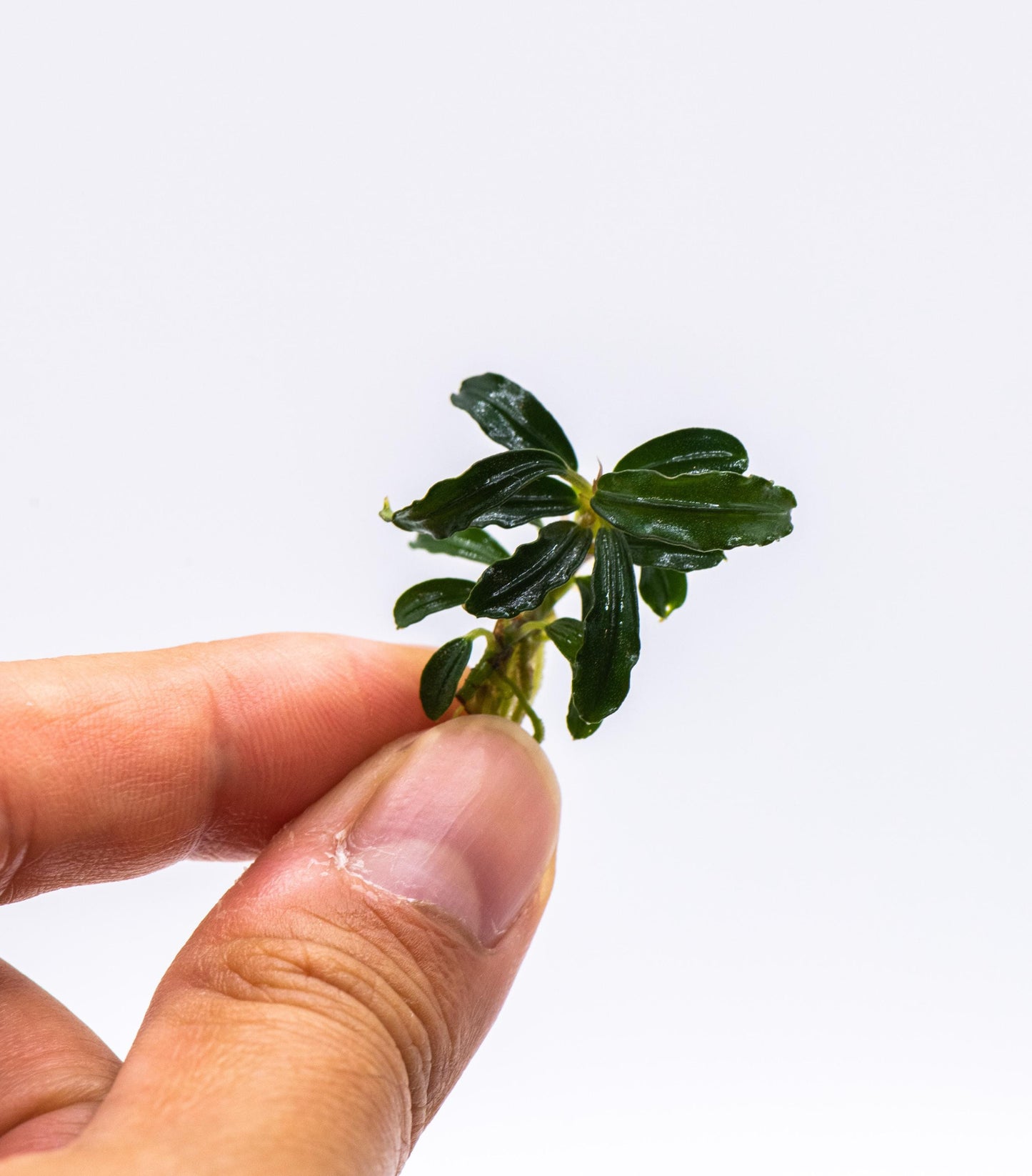 Bucephalandra Sp. Phantom Mini - Rare Small Aquarium Plant For Terrarium, Fish Tank Decorations
