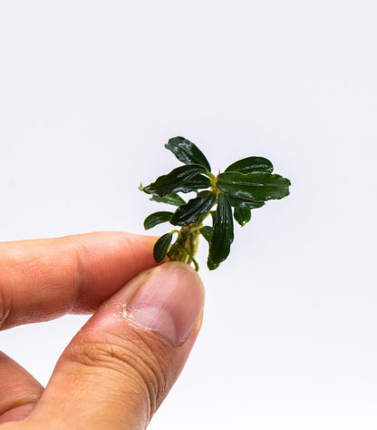 Bucephalandra Sp. Phantom Mini | Rare Live Aquarium Plant | Small Rhizome | Nano Tank | Shrimp Tank | Low Light