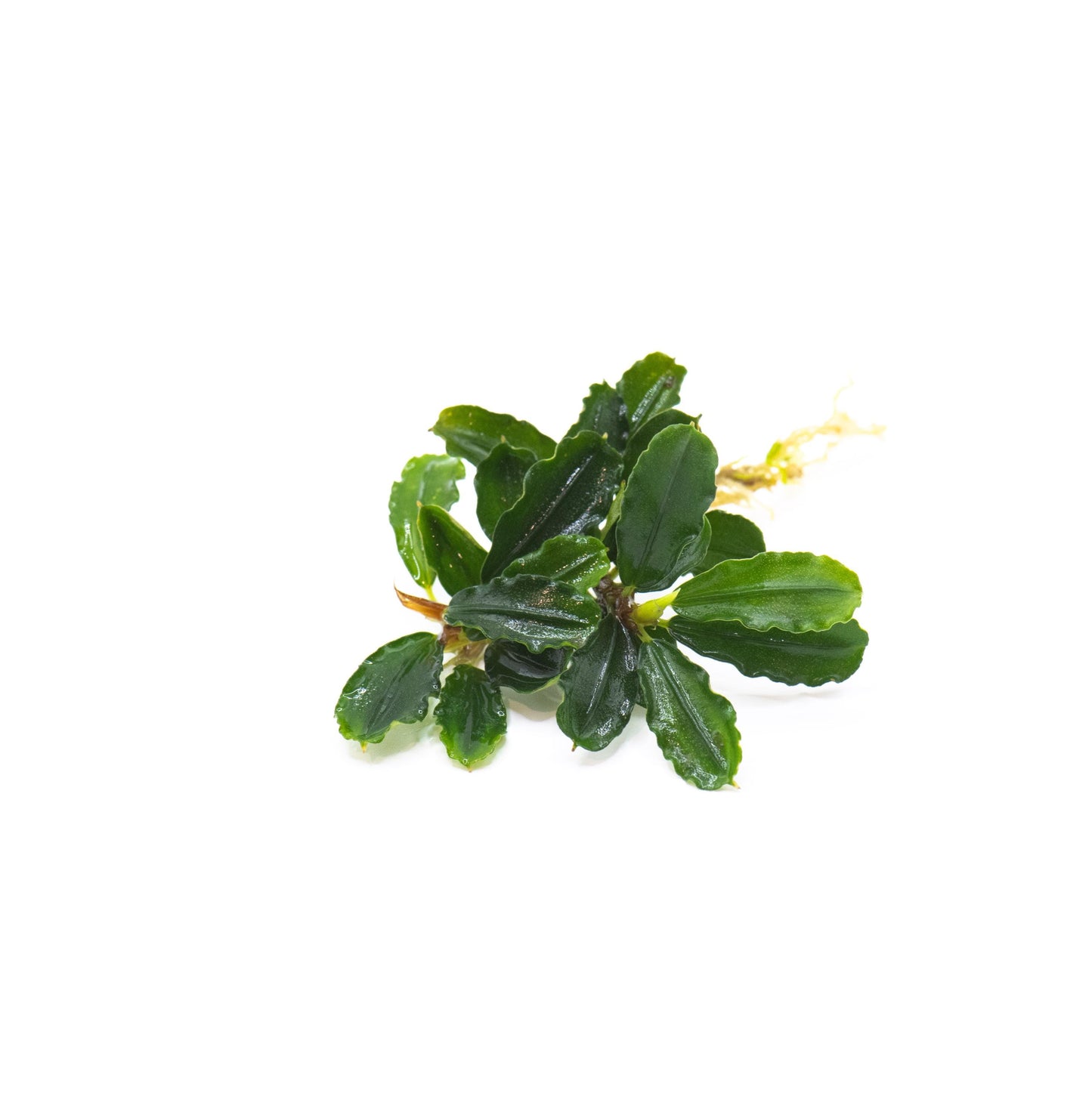Bucephalandra Sp. Brownie Phantom - Rare Small Aquarium Plant For Terrarium, Fish Tank Decorations