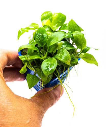 Anubias Nana Golden Leaf Clump | Rare Live Aquarium Plant | Golden Yellow Rhizome | Low Light | Planted Tank