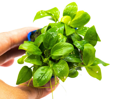 Anubias Nana Golden Leaf Clump | Rare Live Aquarium Plant | Golden Yellow Rhizome | Low Light | Planted Tank