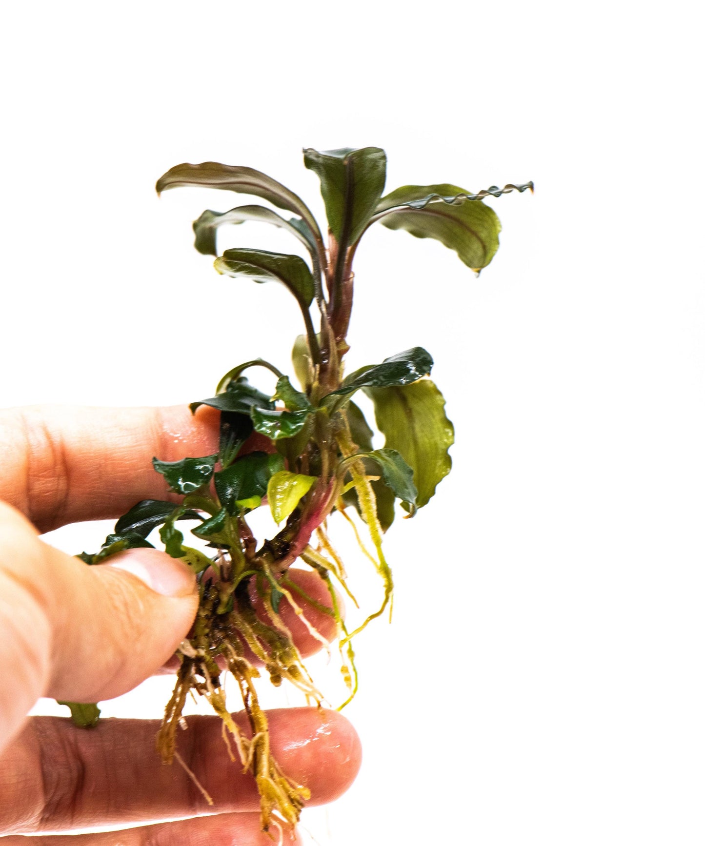 Bucephalandra Sp. Red Purple - Rare Small Aquarium Plant For Terrarium, Fish Tank Decorations