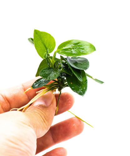 Buy 2 Get 1 Free | Anubias Nana Peacock | Rare Patterned Live Aquarium Plant | Low Light | Easy Care